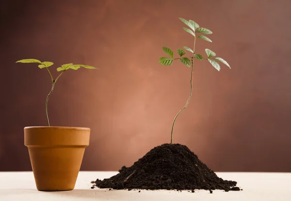 Planta ecológica — Fotografia de Stock