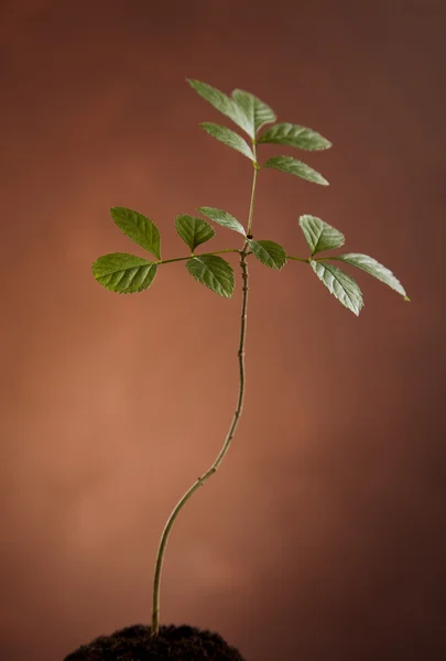 Eco φυτών — Φωτογραφία Αρχείου