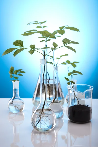 Kimyasal laboratuvar cam malzemeleri, ekoloji — Stok fotoğraf