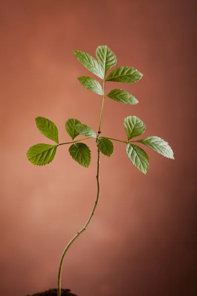 Ekologická rostlina — Stock fotografie