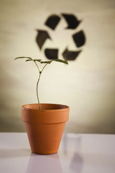 Plant en ecologie — Stockfoto