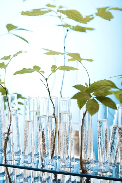stock image Ecology laboratory experiment in plants