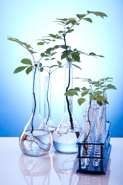 Екологічний лабораторний експеримент у рослинах — стокове фото