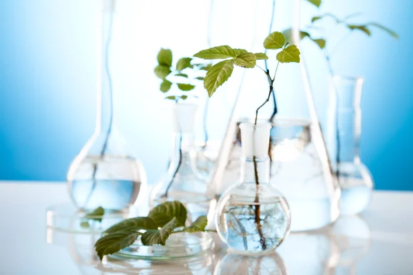 Experimento de laboratorio de ecología en plantas — Foto de Stock