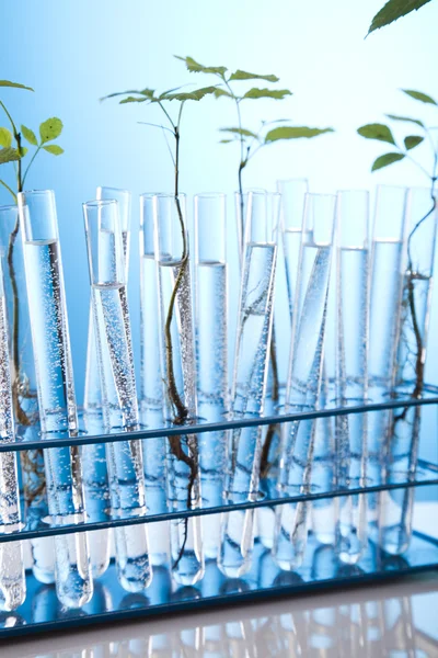 Laboratorieartiklar av glas som innehåller växter i laboratorium — Stockfoto