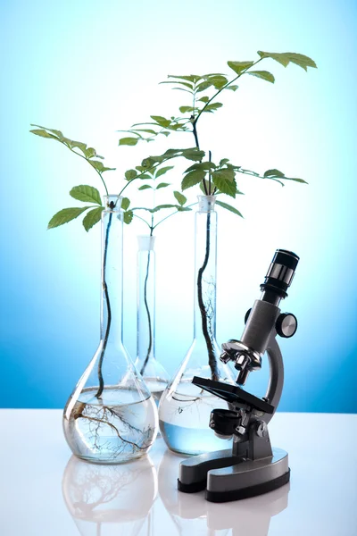 Laboratorní sklo obsahující rostliny v laboratoři — Stock fotografie