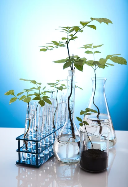 Laborgläser mit Pflanzen im Labor — Stockfoto
