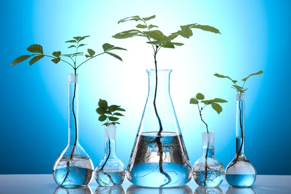 Oggetti di vetro da laboratorio contenenti piante in laboratorio — Foto Stock