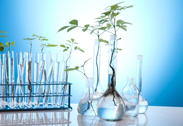 Laboratoriumglaswerk met planten in laboratorium — Stockfoto