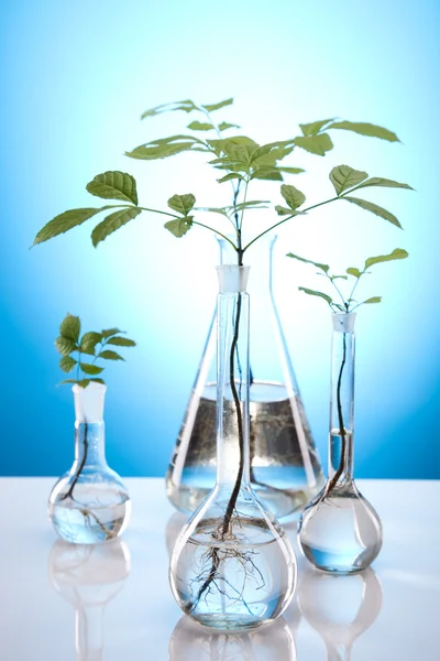 Close-up van planten in proefbuizen laboratorium — Stockfoto