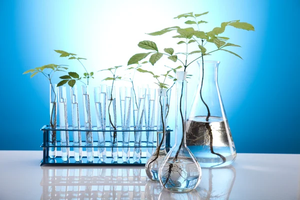 Nahaufnahme von Pflanzen im Reagenzglas-Labor — Stockfoto