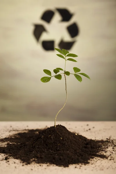 Eco plant — Stock Photo, Image
