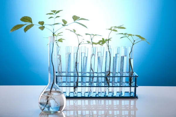 Nahaufnahme von Pflanzen im Reagenzglas-Labor — Stockfoto