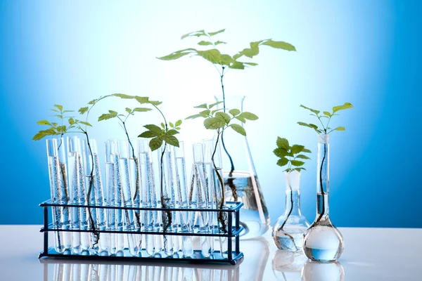 Test tüpleri laboratuvarında bitkilerin yakın çekim — Stok fotoğraf