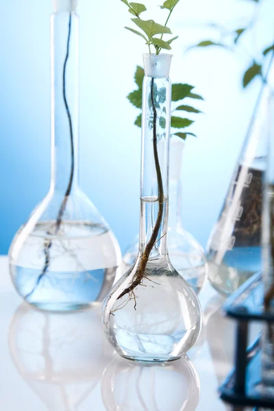 실험실에서 테스트 튜브에 있는 식물 — 스톡 사진