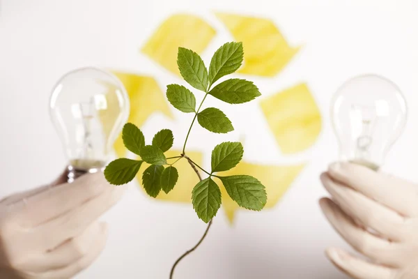 stock image Plant in hands.