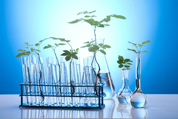 Planten in proefbuizen in laboratorium — Stockfoto