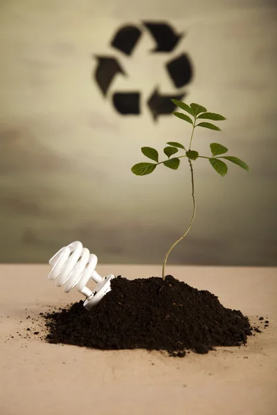 Plant and ecology — Stock Photo, Image