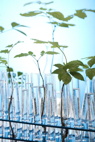 Plants in test tubes in laboratory — Stock Photo, Image