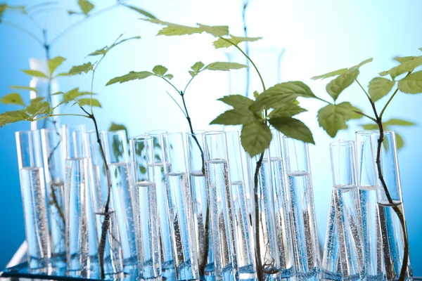 Növények kémcsövekbe laboratóriumban — Stock Fotó