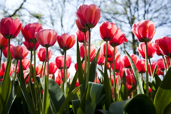 Тюльпани фону — стокове фото