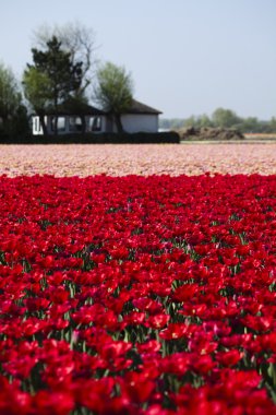 Field of tulips, colorful background clipart