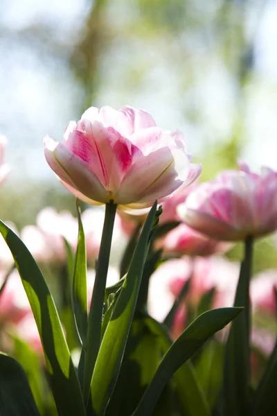 Tulipány pozadí — Stock fotografie