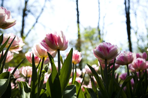 Весна в саду — стоковое фото