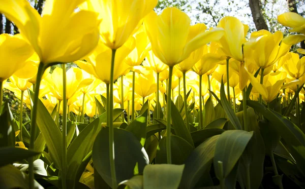 Жовті тюльпани — стокове фото