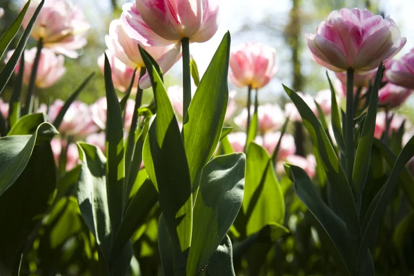 Friss tulipánok — Stock Fotó