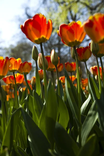 Garden of tulips — Stock Photo, Image