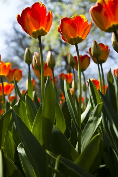 Verse mooie tulpen — Stockfoto