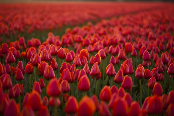 Belle tulipes fraîches — Photo