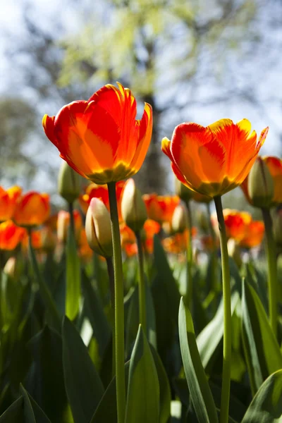 Сад з тюльпанів — стокове фото