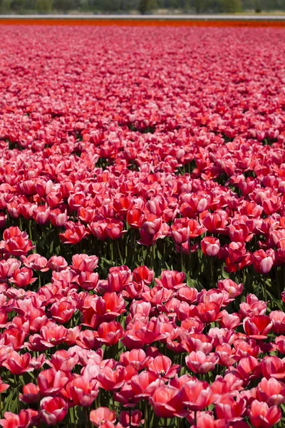 Fresh Beautiful Tulips — Stock Photo, Image