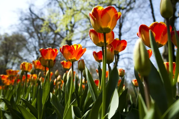 Frische schöne Tulpen — Stockfoto
