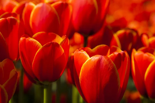 Mixed tulips — Stock Photo, Image