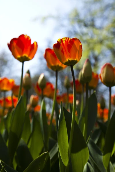 Schöne Tulpen — Stockfoto