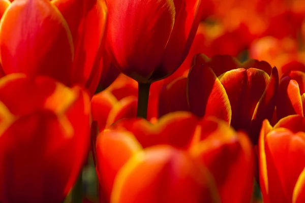 Tulipanes mixtos — Foto de Stock
