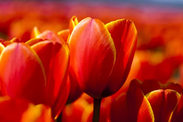 Mixed tulips — Stock Photo, Image