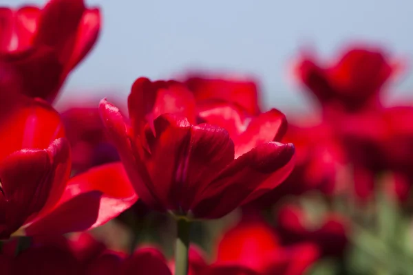 Fechar da flor, tulipa — Fotografia de Stock