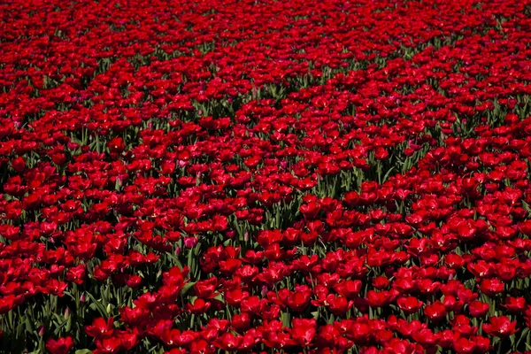 Campo di tulipani, sfondo colorato — Foto Stock