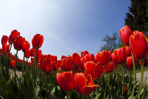 Pole tulipánů, barevné pozadí — Stock fotografie