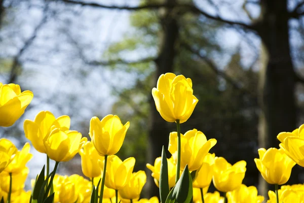 Fechar da flor, tulipa — Fotografia de Stock