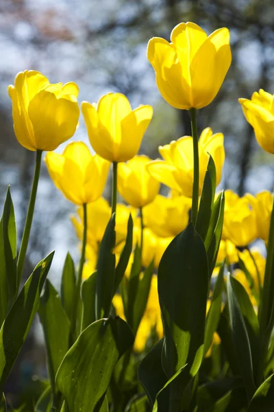 Close-up van bloem, tulip — Stockfoto
