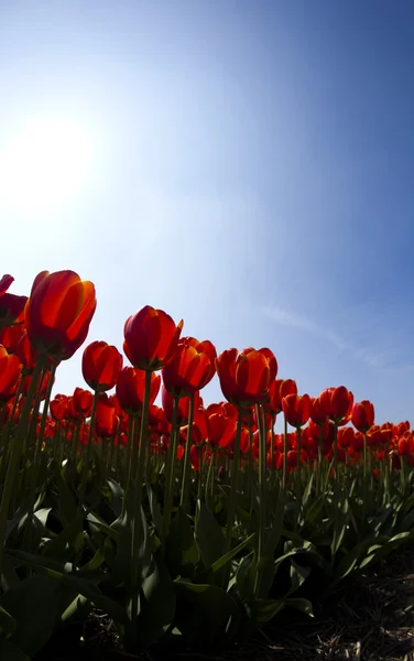 Тюльпановое поле — стоковое фото