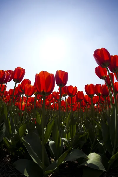 Campo di tulipano — Foto Stock