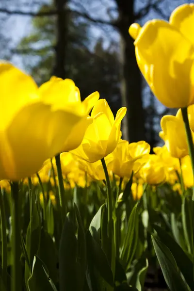 Hermosos tulipanes — Foto de Stock