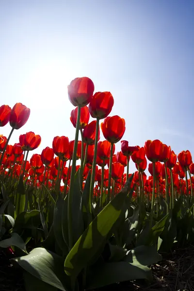 Красиві тюльпани — стокове фото