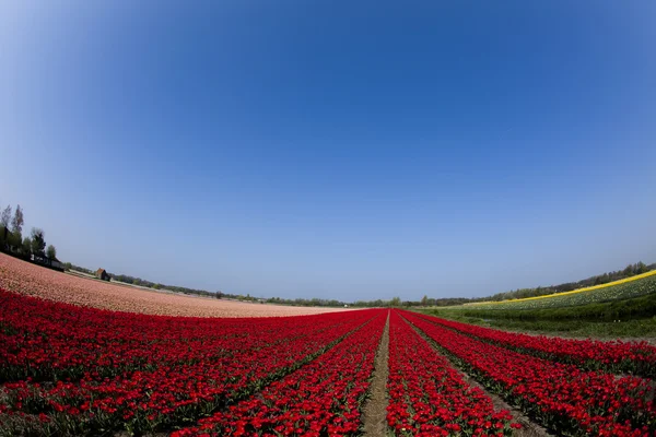 stock image Flowers are blooming on the field, tulips